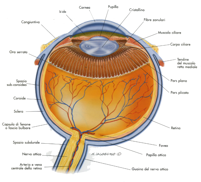 Diagramma anatomico dell'occhio con focus sulla retina