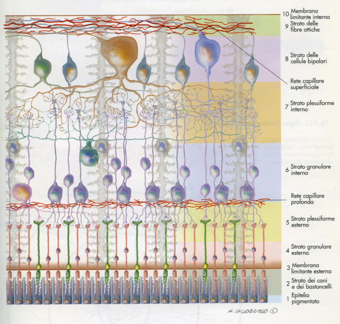 Schema dettagliato del campo visivo e delle strutture retiniche